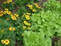 Companion planting lettuce and marigolds 